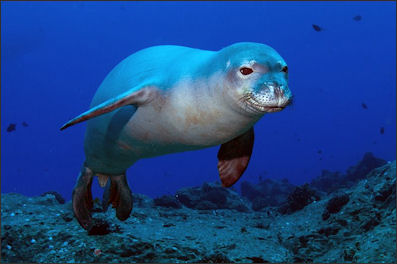 20120522-seal  hawaiian monk seal.jpg